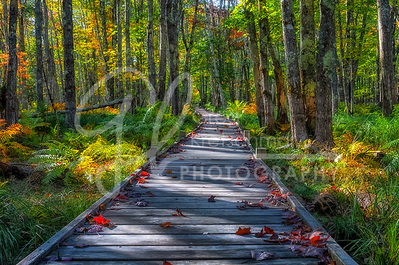 Jesup Path, Acadia National Park, ME