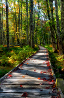 Jesup Path,Acadia National Park, ME