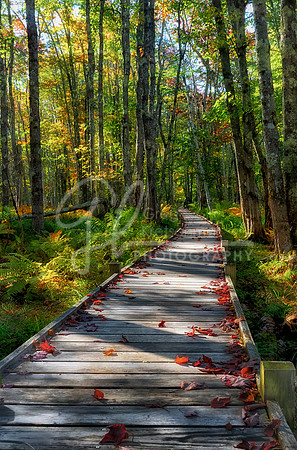 Jesup Path,Acadia National Park, ME