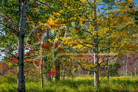 Acadia National Park, ME