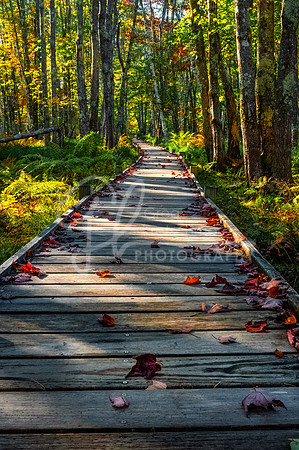 Jesup Path, ME
