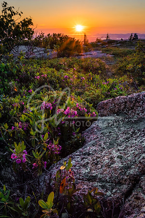 Acadia National Park, Bar Harbor ME