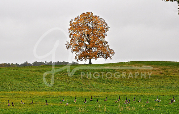 Rollinsford NH