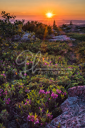 Cadillac Mtn, Acadia National Park, Bar Harbor ME
