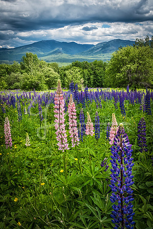 Sugar Hill NH