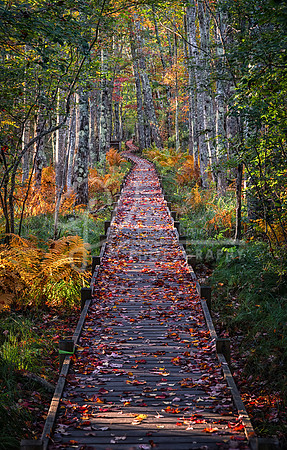Acadia National Park