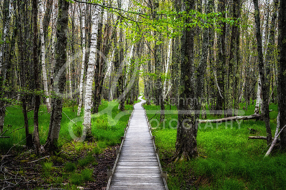 Jesup Path, Acadia National Park